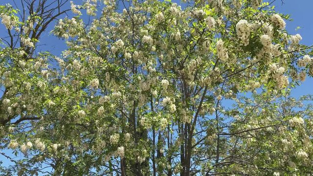 Black locust tree in full bloom with white flowers swaying in the wind under a clear blue sky. Static medium shot.