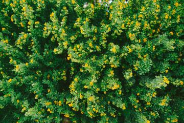 A fluffy bush with green leaves and small yellow flowers.