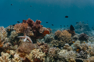 STARFISH OVER CORALS AT DEEP BLUE OCEAN