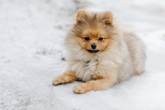 Red Pomeranian spitz dog in snow