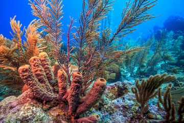 Caribbean coral garden