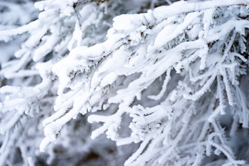 Zweige beschneit im Winter mit Schnee im Schwarzwald