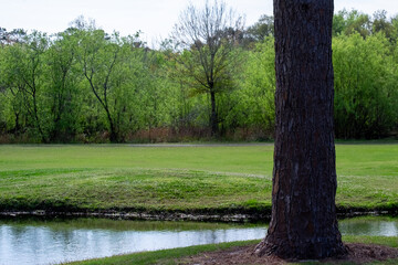 A golf course green with green grass and a large tree in the foreground, a river running through the middle dividing grass mounds. Two golf carts are at a golf hole in the background. 