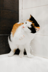 Tricolor kitten drinking water in the bath