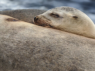 Naklejka premium state sea lion