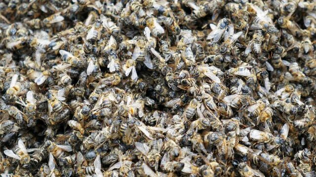 Many dead and dying honey bees. Vees die due to environmental problem.
