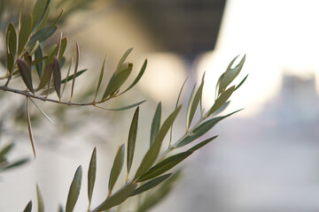 Fototapeta na wymiar Olive leaf