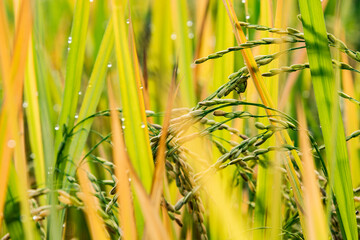 Obraz premium Close-up photo