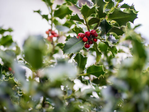 holly plant, green and red tones, with blured background