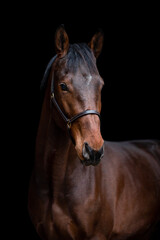 Fototapeta na wymiar Beautiful chestnut brown horse mare stallion isolated on black background. Elegant portrait of a beautiful animal.