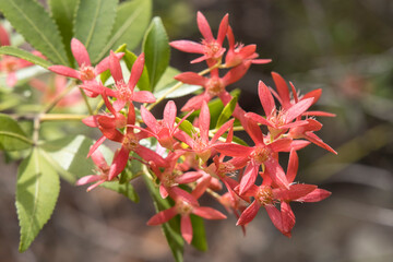 New South Wales Christmas Bush in flower