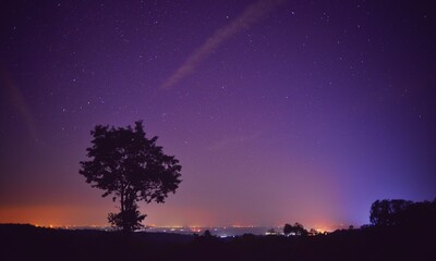 Obraz na płótnie Canvas Low Angle View Of Silhouette Trees Against Sky At Night