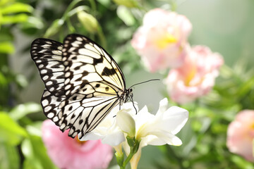 Fototapeta na wymiar Beautiful rice paper butterfly on white flower in garden