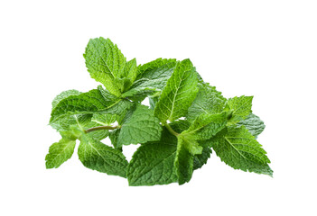 Leaves of fresh mint on white background © New Africa