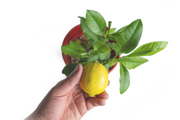 young lemon tree in a red pot isolated on white and next to a small lemon in hand