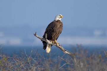 american bald eagle