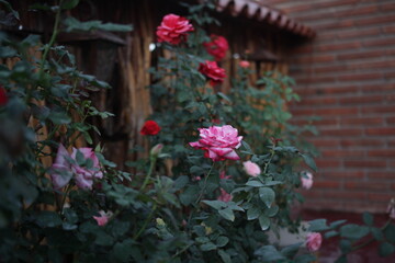 rosal