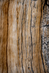 Black Cracks in Tree Texture