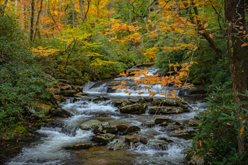 Branch of Orange Leaves Over Rhododendron Lined Creek
