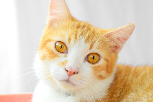 Javanese cat white background. pet animal.