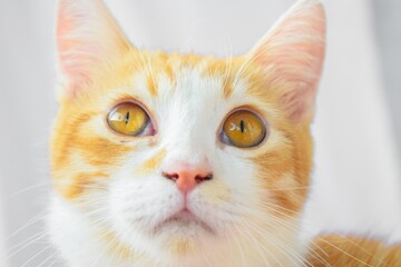 Javanese cat white background