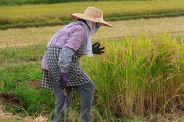 秋　稲刈り　農作業をする女性
