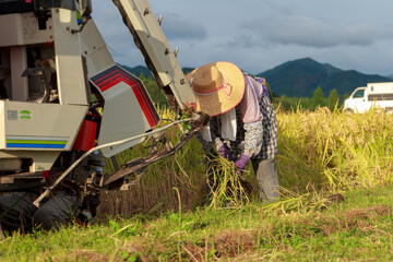 秋　稲刈り　農作業をする女性