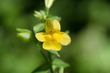 Fototapeta na wymiar Seep monkeyflower (Erythranthe guttata) is a common yellow flower in the lopseed family (Phrymaceae)