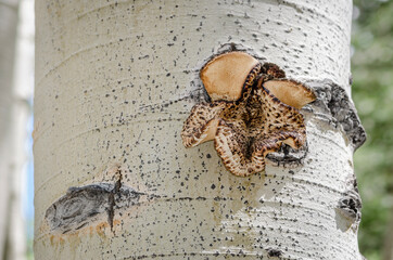USA, Nevada, White Pine County, Great Basin National Park. Dryad's Saddle (Polyporus squamosus) Polypore Fungus Mushroom Growing on Aspen Tree