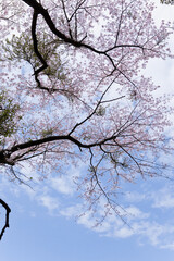 入来清浦ダム周辺の桜
