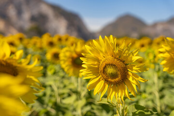 field of blooming yellow sunflowers in the summer season in sunflowers farm and other flowers with a mountain in backgrounds