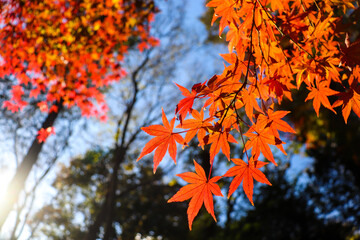もみじ オレンジ 美しい 綺麗 紅葉