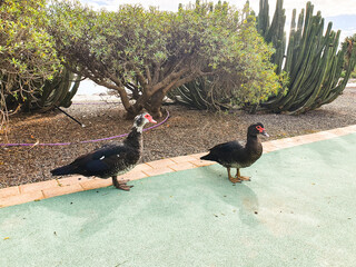Duck with red beak walking on the street 