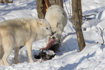 Naklejka premium arctic wolves feeding in winter