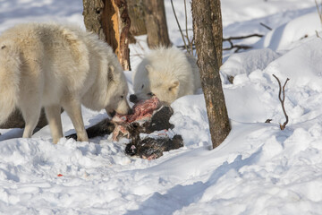 arctic wolves feeding in winter © Mircea Costina