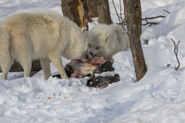 arctic wolves feeding
