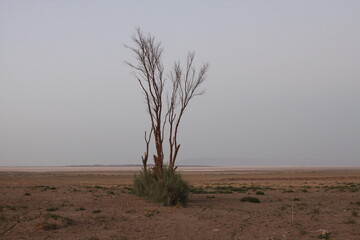 tree in the desert