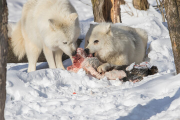 Obraz premium arctic wolves feeding