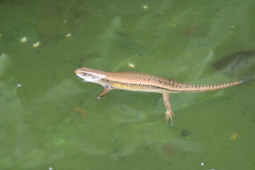 A lizard splashed in the pool