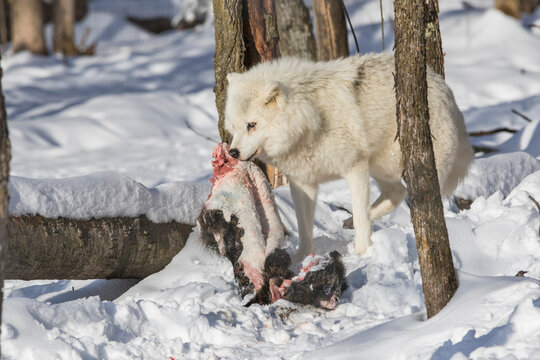 arctic wolves feeding