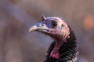 wild turkey portrait (Meleagris gallopavo)