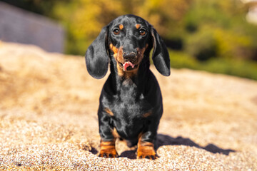 Funny dachshund puppy was exploring and sniffing beach looking for some garbage to eat, nose and tongue smeared with sand. Curious dog obediently sits and waits, licking lips.