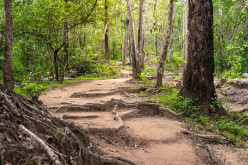 Fototapeta na wymiar Forest path Up on Phu Kradueng, Thailand.