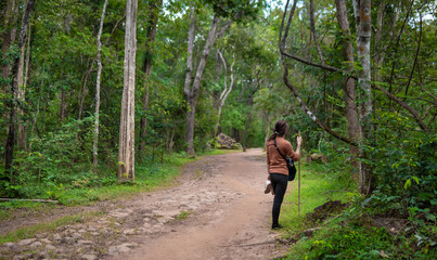 Fototapeta premium Women trekking in forest tree at Phu kradueng mountain in Loei thailand