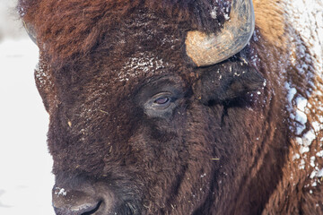 American bison or simply bison (Bison bison) in winter	
