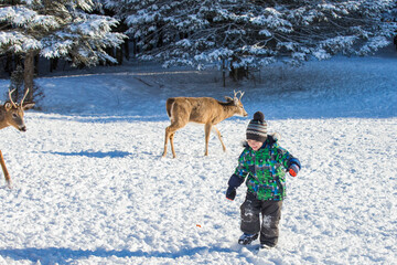 Happy boy feeding deer in winter