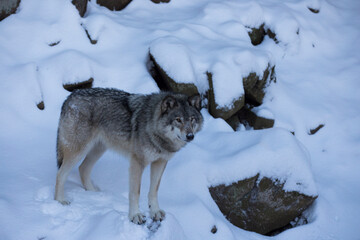 northwestern wolf portrait in winter