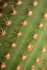 Cactus close up high quality prints modern background espostoa guentheri cactaceae family