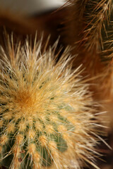 Cactus close up high quality prints modern background espostoa guentheri cactaceae family