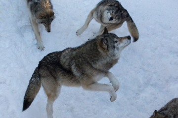 Feeding time, northwestern wolf in winter	